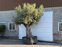 Olijfboom bonsai pompon xl - olea europaea - ca. 150 jaar oud - hoogte ca. 280 cm - afbeelding 4 van  11