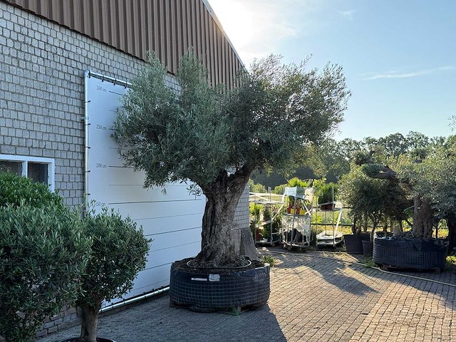 Olijfboom bonsai pompon xl - olea europaea - ca. 150 jaar oud - hoogte ca. 280 cm - afbeelding 5 van  11