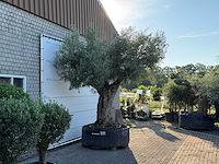 Olijfboom bonsai pompon xl - olea europaea - ca. 150 jaar oud - hoogte ca. 280 cm - afbeelding 5 van  11