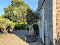 Olijfboom bonsai pompon xl - olea europaea - ca. 150 jaar oud - hoogte ca. 280 cm - afbeelding 6 van  11