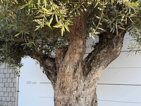 Olijfboom bonsai pompon xl - olea europaea - ca. 150 jaar oud - hoogte ca. 280 cm - afbeelding 7 van  11