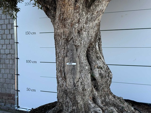 Olijfboom bonsai pompon xl - olea europaea - ca. 150 jaar oud - hoogte ca. 280 cm - afbeelding 8 van  11
