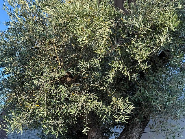 Olijfboom bonsai pompon xl - olea europaea - ca. 150 jaar oud - hoogte ca. 280 cm - afbeelding 9 van  11