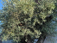 Olijfboom bonsai pompon xl - olea europaea - ca. 150 jaar oud - hoogte ca. 280 cm - afbeelding 9 van  11