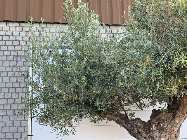Olijfboom bonsai pompon xl - olea europaea - ca. 150 jaar oud - hoogte ca. 280 cm - afbeelding 10 van  11