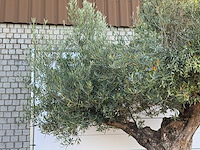 Olijfboom bonsai pompon xl - olea europaea - ca. 150 jaar oud - hoogte ca. 280 cm - afbeelding 10 van  11