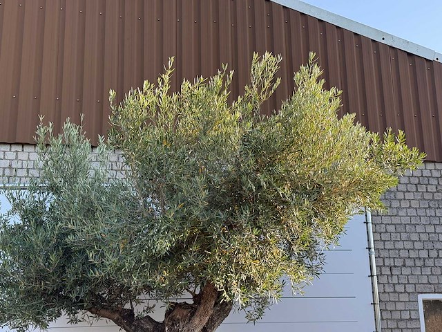Olijfboom bonsai pompon xl - olea europaea - ca. 150 jaar oud - hoogte ca. 280 cm - afbeelding 11 van  11