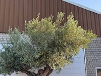 Olijfboom bonsai pompon xl - olea europaea - ca. 150 jaar oud - hoogte ca. 280 cm - afbeelding 11 van  11