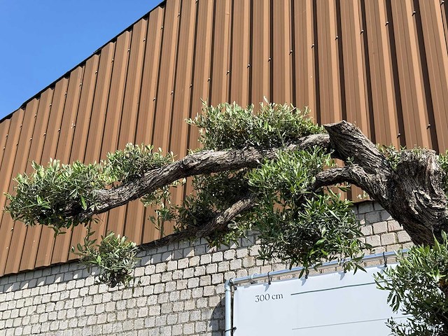 Olijfboom bonsai pompon xxl - olea europaea - ca. 250 jaar oud - hoogte ca. 280 cm - afbeelding 2 van  22