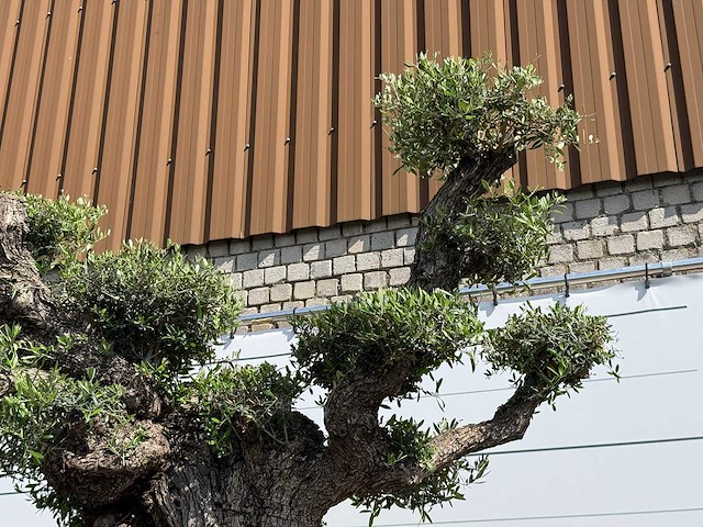 Olijfboom bonsai pompon xxl - olea europaea - ca. 250 jaar oud - hoogte ca. 280 cm - afbeelding 3 van  22