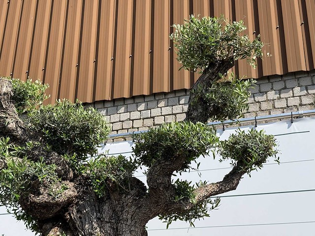 Olijfboom bonsai pompon xxl - olea europaea - ca. 250 jaar oud - hoogte ca. 280 cm - afbeelding 4 van  22