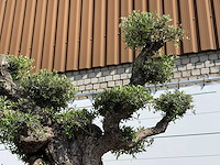 Olijfboom bonsai pompon xxl - olea europaea - ca. 250 jaar oud - hoogte ca. 280 cm - afbeelding 4 van  22