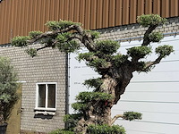 Olijfboom bonsai pompon xxl - olea europaea - ca. 250 jaar oud - hoogte ca. 280 cm - afbeelding 5 van  22