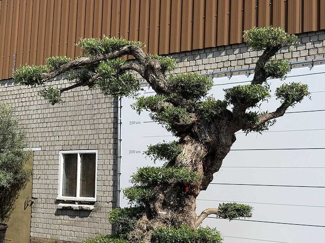 Olijfboom bonsai pompon xxl - olea europaea - ca. 250 jaar oud - hoogte ca. 280 cm - afbeelding 6 van  22