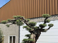 Olijfboom bonsai pompon xxl - olea europaea - ca. 250 jaar oud - hoogte ca. 280 cm - afbeelding 7 van  22