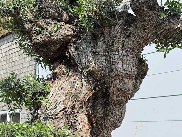 Olijfboom bonsai pompon xxl - olea europaea - ca. 250 jaar oud - hoogte ca. 280 cm - afbeelding 8 van  22