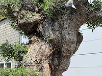Olijfboom bonsai pompon xxl - olea europaea - ca. 250 jaar oud - hoogte ca. 280 cm - afbeelding 8 van  22