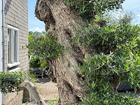 Olijfboom bonsai pompon xxl - olea europaea - ca. 250 jaar oud - hoogte ca. 280 cm - afbeelding 9 van  22