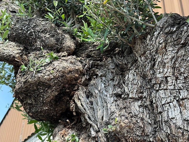 Olijfboom bonsai pompon xxl - olea europaea - ca. 250 jaar oud - hoogte ca. 280 cm - afbeelding 10 van  22