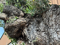 Olijfboom bonsai pompon xxl - olea europaea - ca. 250 jaar oud - hoogte ca. 280 cm - afbeelding 10 van  22
