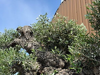 Olijfboom bonsai pompon xxl - olea europaea - ca. 250 jaar oud - hoogte ca. 280 cm - afbeelding 11 van  22