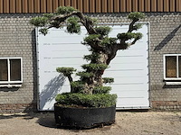 Olijfboom bonsai pompon xxl - olea europaea - ca. 250 jaar oud - hoogte ca. 280 cm