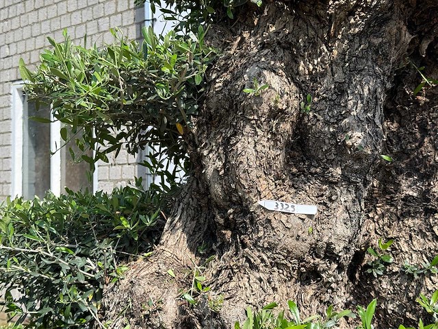 Olijfboom bonsai pompon xxl - olea europaea - ca. 250 jaar oud - hoogte ca. 280 cm - afbeelding 13 van  22
