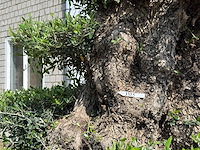 Olijfboom bonsai pompon xxl - olea europaea - ca. 250 jaar oud - hoogte ca. 280 cm - afbeelding 13 van  22