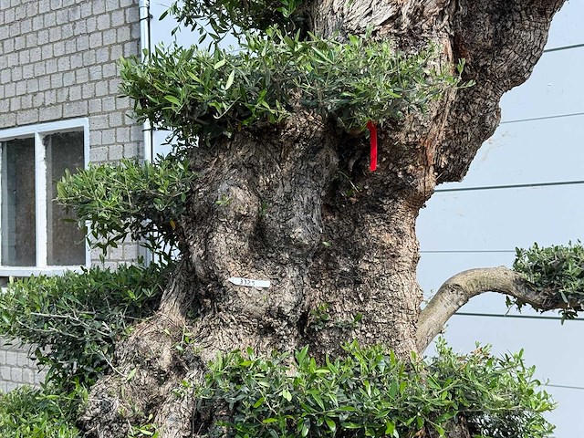 Olijfboom bonsai pompon xxl - olea europaea - ca. 250 jaar oud - hoogte ca. 280 cm - afbeelding 14 van  22