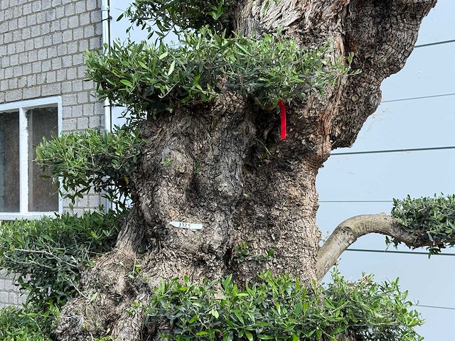 Olijfboom bonsai pompon xxl - olea europaea - ca. 250 jaar oud - hoogte ca. 280 cm - afbeelding 15 van  22