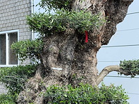 Olijfboom bonsai pompon xxl - olea europaea - ca. 250 jaar oud - hoogte ca. 280 cm - afbeelding 15 van  22