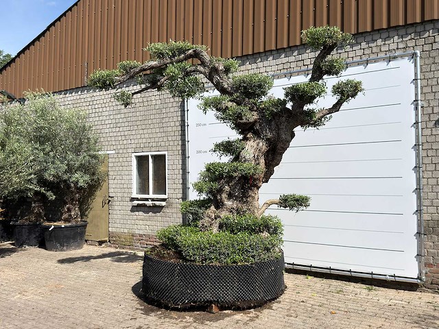Olijfboom bonsai pompon xxl - olea europaea - ca. 250 jaar oud - hoogte ca. 280 cm - afbeelding 12 van  22