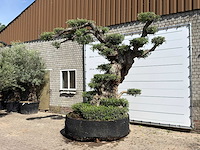 Olijfboom bonsai pompon xxl - olea europaea - ca. 250 jaar oud - hoogte ca. 280 cm - afbeelding 12 van  22
