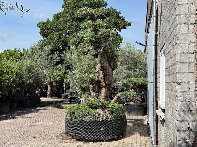 Olijfboom bonsai pompon xxl - olea europaea - ca. 250 jaar oud - hoogte ca. 280 cm - afbeelding 16 van  22