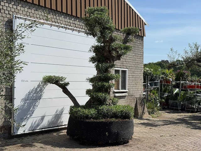 Olijfboom bonsai pompon xxl - olea europaea - ca. 250 jaar oud - hoogte ca. 280 cm - afbeelding 17 van  22