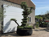 Olijfboom bonsai pompon xxl - olea europaea - ca. 250 jaar oud - hoogte ca. 280 cm - afbeelding 17 van  22