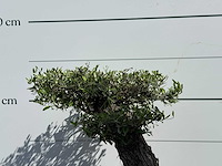 Olijfboom bonsai pompon xxl - olea europaea - ca. 250 jaar oud - hoogte ca. 280 cm - afbeelding 18 van  22