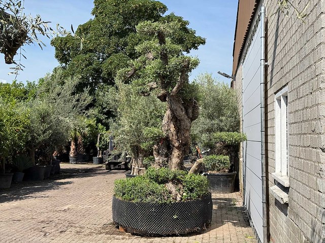 Olijfboom bonsai pompon xxl - olea europaea - ca. 250 jaar oud - hoogte ca. 280 cm - afbeelding 19 van  22