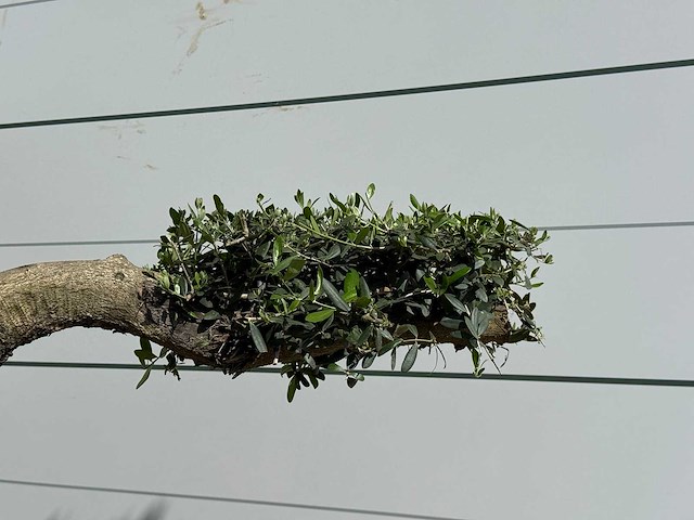Olijfboom bonsai pompon xxl - olea europaea - ca. 250 jaar oud - hoogte ca. 280 cm - afbeelding 20 van  22