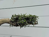 Olijfboom bonsai pompon xxl - olea europaea - ca. 250 jaar oud - hoogte ca. 280 cm - afbeelding 20 van  22