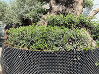 Olijfboom bonsai pompon xxl - olea europaea - ca. 250 jaar oud - hoogte ca. 280 cm - afbeelding 21 van  22