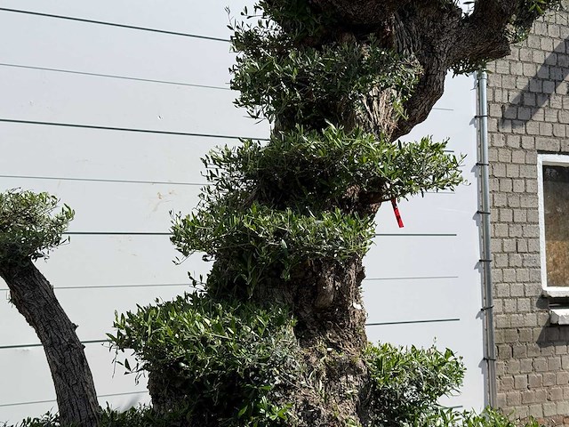Olijfboom bonsai pompon xxl - olea europaea - ca. 250 jaar oud - hoogte ca. 280 cm - afbeelding 22 van  22