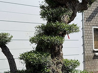 Olijfboom bonsai pompon xxl - olea europaea - ca. 250 jaar oud - hoogte ca. 280 cm - afbeelding 22 van  22