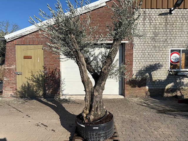 Olijfboom bonsai ramificado - olea europaea - 50 jaar oud - hoogte ca. 250 cm - afbeelding 1 van  5