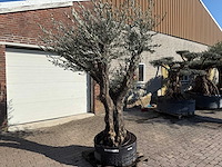 Olijfboom bonsai ramificado - olea europaea - 50 jaar oud - hoogte ca. 250 cm - afbeelding 2 van  5