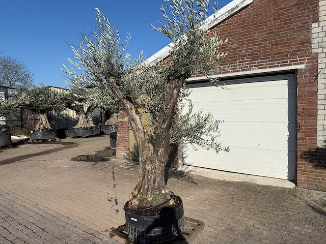 Olijfboom bonsai ramificado - olea europaea - 50 jaar oud - hoogte ca. 250 cm - afbeelding 3 van  5