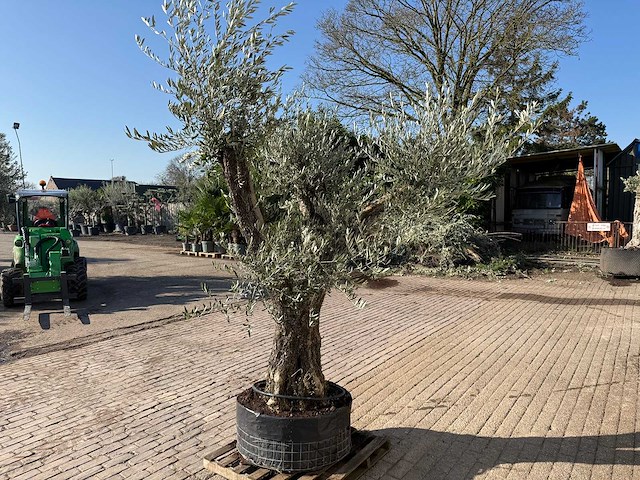 Olijfboom bonsai ramificado - olea europaea - 50 jaar oud - hoogte ca. 250 cm - afbeelding 4 van  5
