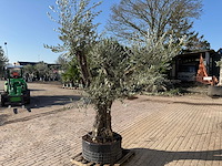 Olijfboom bonsai ramificado - olea europaea - 50 jaar oud - hoogte ca. 250 cm - afbeelding 4 van  5