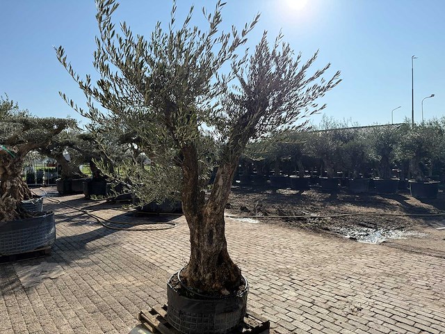 Olijfboom bonsai ramificado - olea europaea - 50 jaar oud - hoogte ca. 250 cm - afbeelding 5 van  5