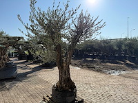 Olijfboom bonsai ramificado - olea europaea - 50 jaar oud - hoogte ca. 250 cm - afbeelding 5 van  5